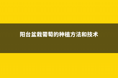 阳台盆栽葡萄种植方法 (阳台盆栽葡萄的种植方法和技术)