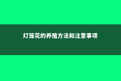 灯笼花的养殖方法 (灯笼花的养殖方法和注意事项)