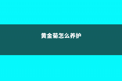 黄金菊如何养 (黄金菊怎么养护)