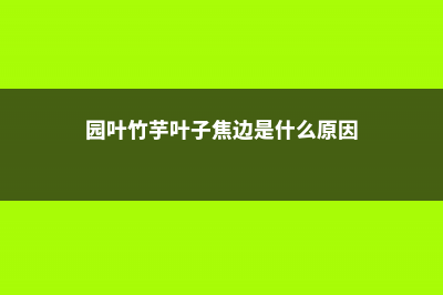 圆叶竹芋如何养 (园叶竹芋叶子焦边是什么原因)