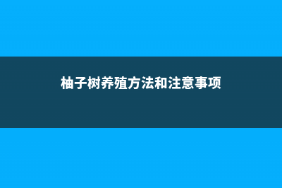 柚子的养殖方法 (柚子树养殖方法和注意事项)