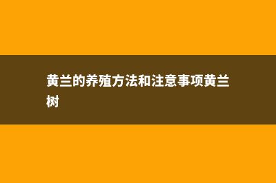 黄兰的养殖方法 (黄兰的养殖方法和注意事项黄兰树)