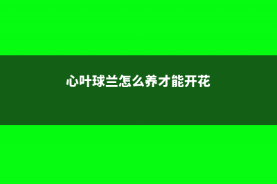 心叶球兰怎么养 (心叶球兰怎么养才能开花)