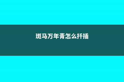 斑马万年青怎么养 (斑马万年青怎么扦插)