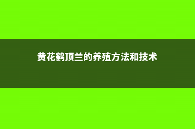 黄花鹤顶兰的养殖方法 (黄花鹤顶兰的养殖方法和技术)