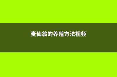 麦仙翁的养殖方法 (麦仙翁的养殖方法视频)