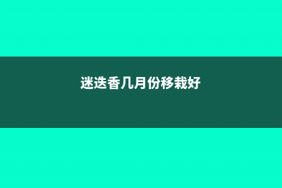 迷迭香几月可以扦插 (迷迭香几月份移栽好)