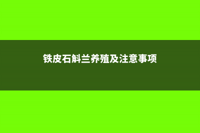 铁皮石斛兰的养殖方法 (铁皮石斛兰养殖及注意事项)