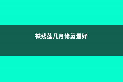 铁线莲几月修剪 (铁线莲几月修剪最好)