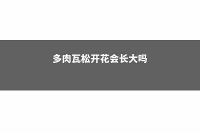 多肉瓦松开花会死吗 (多肉瓦松开花会长大吗)