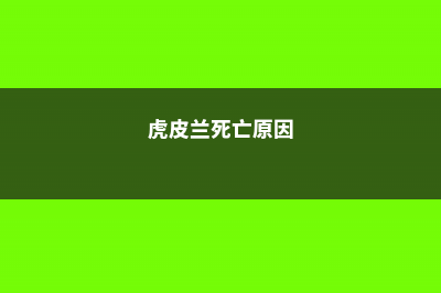 虎皮兰死了怎么办 (虎皮兰死亡原因)