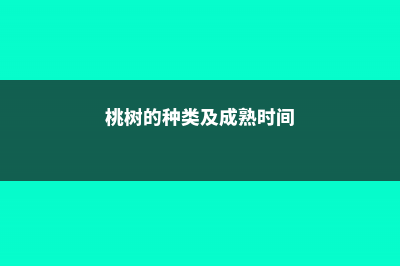 桃树不同时期的管理及修剪方法 (桃树的种类及成熟时间)