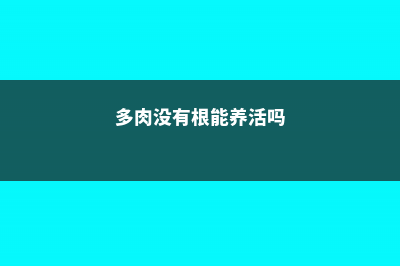 多肉没根了还能活吗 (多肉没有根能养活吗)