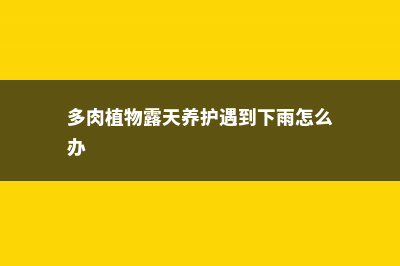 多肉露养下雨怎么办 (多肉植物露天养护遇到下雨怎么办)