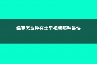 绿豆怎么种在土里 (绿豆怎么种在土里视频那种最快)