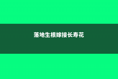 落地生根嫁接长寿花的方法 (落地生根嫁接长寿花)