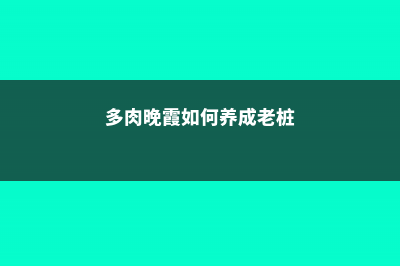 多肉晚霞怎么养 (多肉晚霞如何养成老桩)