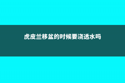 虎皮兰移盆注意事项 (虎皮兰移盆的时候要浇透水吗)