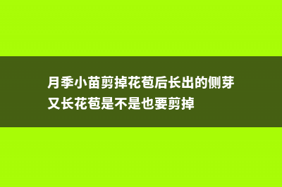 月季小苗要剪掉花苞吗 (月季小苗剪掉花苞后长出的侧芽又长花苞是不是也要剪掉)