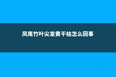 凤尾竹叶子发黄剪掉吗 (凤尾竹叶尖发黄干枯怎么回事)