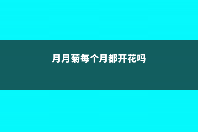 月月菊花的养殖方法 (月月菊每个月都开花吗)