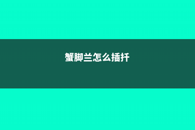 蟹脚兰怎么插 (蟹脚兰怎么插扦)