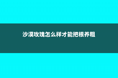 沙漠玫瑰怎样根部膨大 (沙漠玫瑰怎么样才能把根养粗)