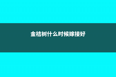 金桔树什么时候修剪 (金桔树什么时候嫁接好)