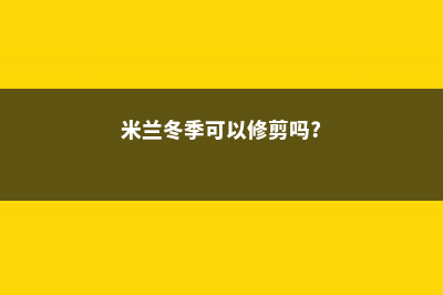 米兰冬天能扦插吗 (米兰冬季可以修剪吗?)