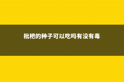 枇杷的种子可以种吗 (枇杷的种子可以吃吗有没有毒)