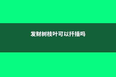 发财树枝叶可以全剪了吗 (发财树枝叶可以扦插吗)