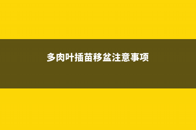 多肉叶插苗移盆步骤 (多肉叶插苗移盆注意事项)