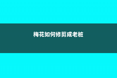 梅花如何修剪 (梅花如何修剪成老桩)