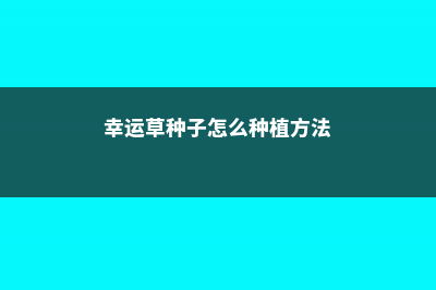 幸运草种子怎么种植 (幸运草种子怎么种植方法)