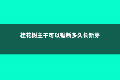 桂花树主干可以锯断吗 (桂花树主干可以锯断多久长新芽)