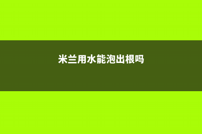 米兰可以水泡生根吗 (米兰用水能泡出根吗)