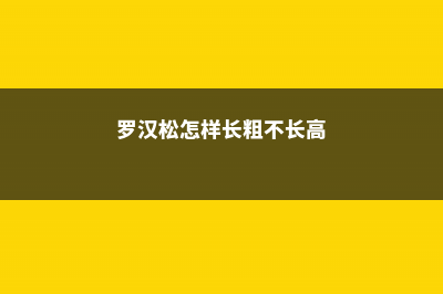 罗汉松怎样长粗不长高 (罗汉松怎样长粗不长高)