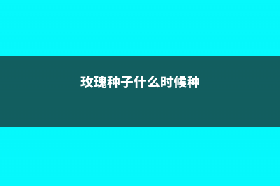 玫瑰种子什么时候播种 (玫瑰种子什么时候种)