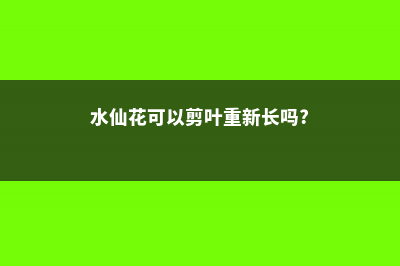 水仙花剪掉能再长吗 (水仙花可以剪叶重新长吗?)