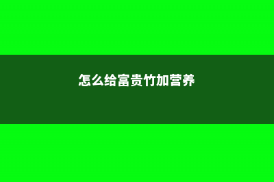 怎么给富贵竹使用生根粉 (怎么给富贵竹加营养)