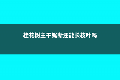 桂花树主干锯断会死吗 (桂花树主干锯断还能长枝叶吗)