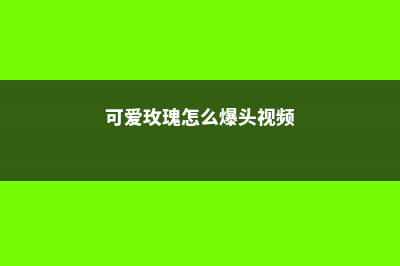 可爱玫瑰怎么爆盆 (可爱玫瑰怎么爆头视频)