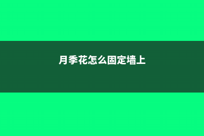 月季花墙怎么固定 (月季花怎么固定墙上)