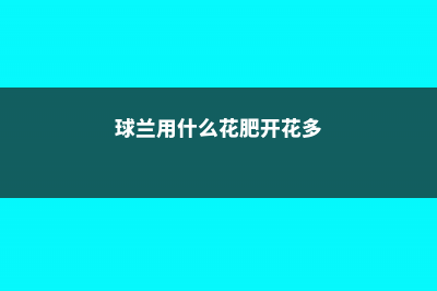 球兰用什么肥料 (球兰用什么花肥开花多)