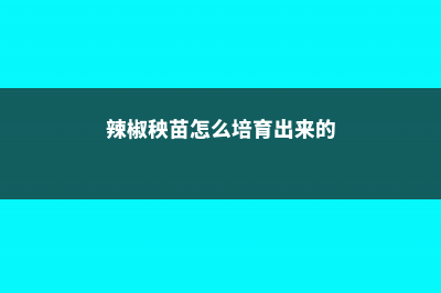 辣椒秧苗怎么培养 (辣椒秧苗怎么培育出来的)