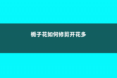 栀子花如何修剪枝叶 (栀子花如何修剪开花多)