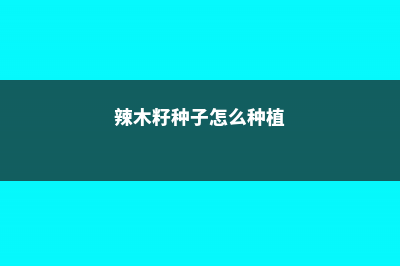 辣木籽种子怎么种植 (辣木籽种子怎么种植)