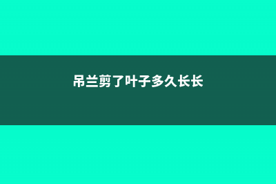 吊兰剪了叶子还能活吗 (吊兰剪了叶子多久长长)