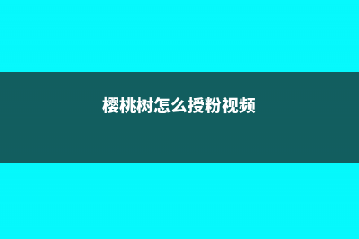 樱桃树怎么授粉 (樱桃树怎么授粉视频)