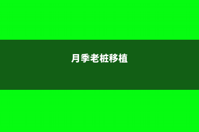 老桩月季移栽注意事项 (月季老桩移植)